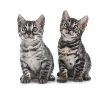 Bengal kitten in studio Foto stock