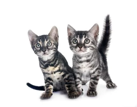 Bengal kitten in studio Foto stock