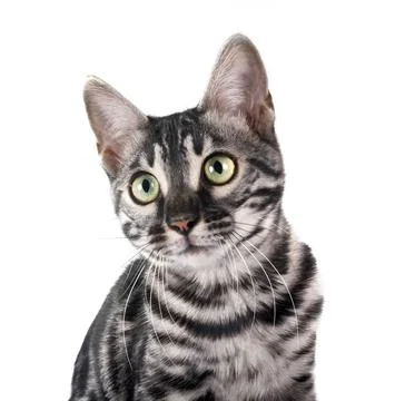 Bengal kitten in studio Stock Photos