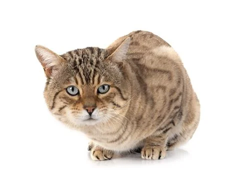 Bengal kitten in studio Stock Photos