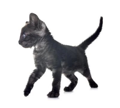 Bengal kitten in studio Stock Photos