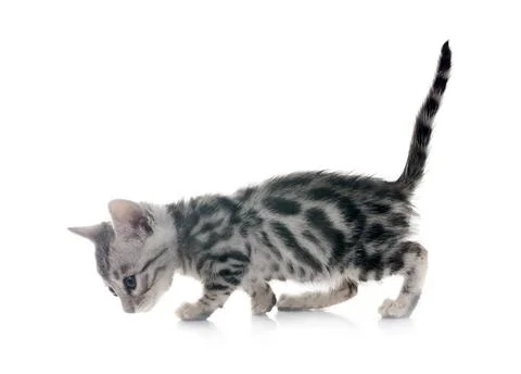 Bengal kitten in studio Stock Photos