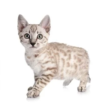 Bengal kitten in studio Stock Photos
