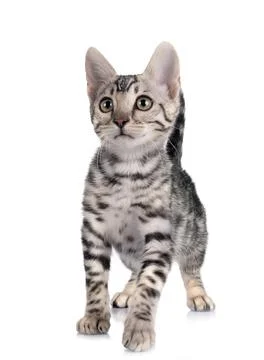 Bengal kitten in studio Stock Photos