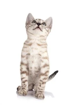 Bengal kitten in studio Stock Photos