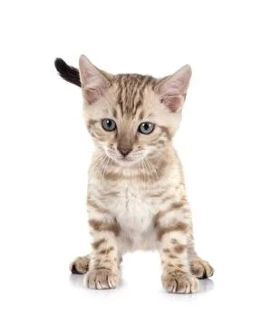 Bengal kitten in studio Stock Photos
