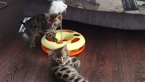 Bengal kittens playing with plastic cat toy Stock Footage 170914646