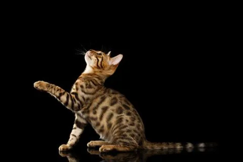 Bengal Kitty Sits and Raising Up Paw on Black Stock Photos