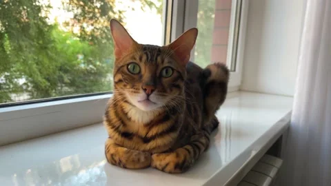 Bengal lies on the windowsill. 库存影片 205360808