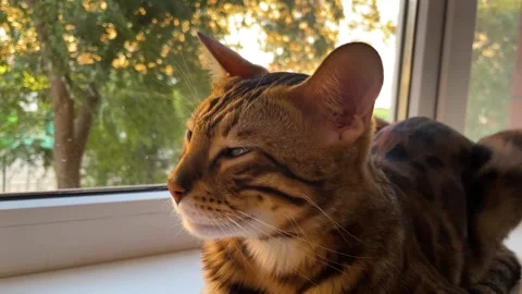 Bengal lies on the windowsill 库存影片 205360888
