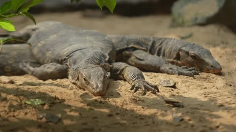The bengal monitors lizard in the zoo. Stock Footage 329085796