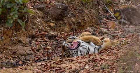 Bengal or Indian Tiger Lying on its Back With Mouth Open and Tongue and Tee.. Stock Photos