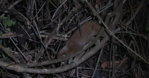Bengal Slow Loris Climbing Tree Branches at Night Vídeo Stock 329584840