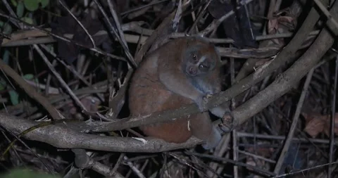 Bengal slow loris clinging to tree branch in dark forest at night Stock Footage 329584044
