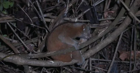 Bengal slow loris sitting on tree branch in dark forest at night Vidéo 329582686