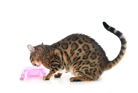 Bengal in studio Foto stock