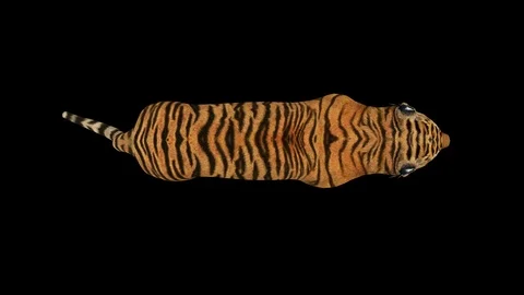 BENGAL TIGER 4K Stock Footage 124115959