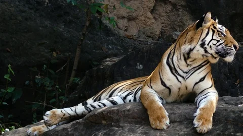 The Bengal tiger, also called the royal Bengal tiger (Panthera tigris), 스톡 동영상 86530292