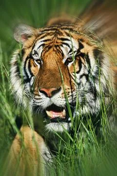 Bengal Tiger attacking through the grass with copy space Stock Photos