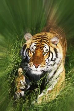 Bengal Tiger attacking through the grass with copy space Stock Photos