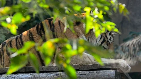 Bengal tiger behind the greenery Stock Footage 93750353