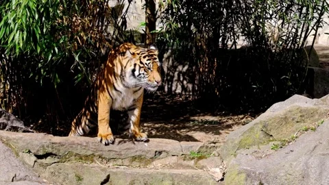 Bengal tiger in the Berlin zoo Stock Footage 336674708