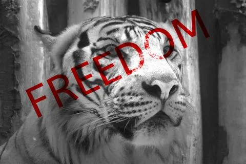 Bengal tiger close up Stock Photos