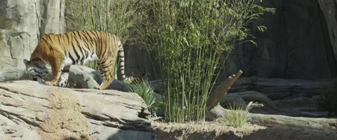 Bengal Tiger Collection Stock Footage 62198588