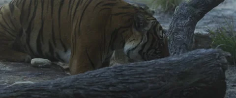 Bengal Tiger Collection Stock Footage 62198894