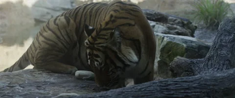 Bengal Tiger Collection Stock Footage 62199166