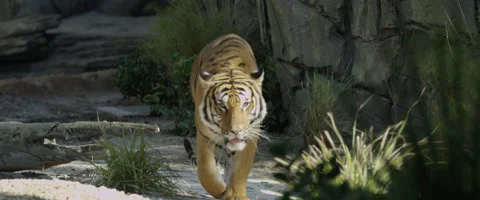 Bengal Tiger collection Stock Footage 62200432