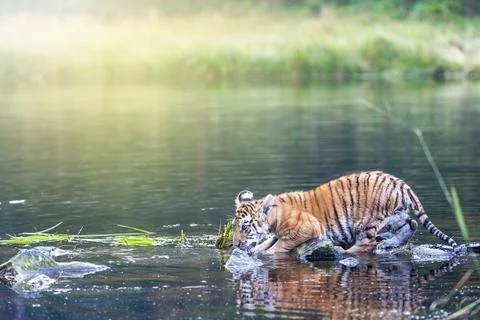 Bengal tiger cub entes  the lake Stock Photos