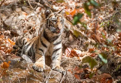 Bengal tiger cub in natural habitat. The Bengal (Indian) tiger Panthera tigri Stock Photos
