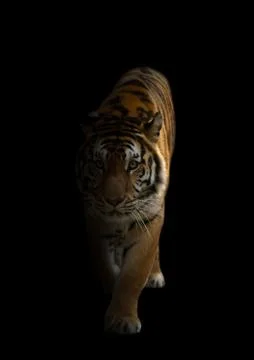 Bengal tiger in the dark Stock-Fotos