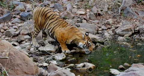 Bengal Tiger Drinking Stock Footage 60589314