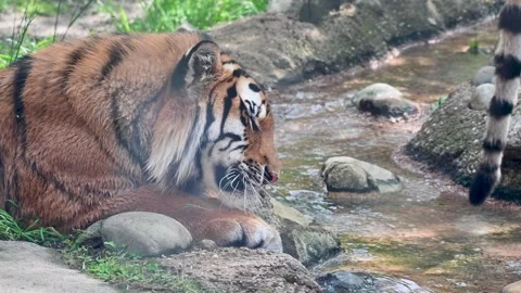 Bengal tiger drinking from a stream at zoo. Stock Footage 336508763