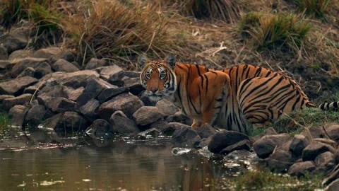Bengal Tiger Drinking Water from Forest Pond in Northern India 库存影片 329785942