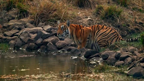 Bengal Tiger Drinking Water from Forest Pond in Northern India Stock-Footage 329785949