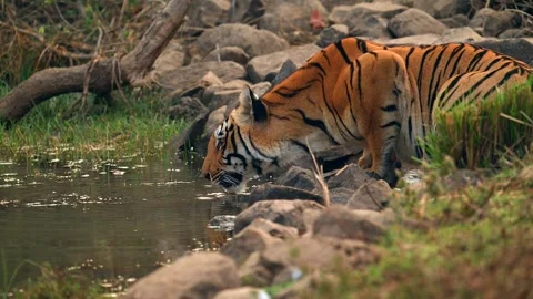 Bengal Tiger Drinking Water from Forest Pond in Northern India Stock-Footage 329785952
