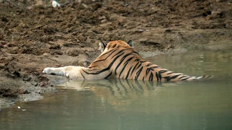 Bengal Tiger Drinking Water from Forest Pond in Northern India Stock-Footage 329786042