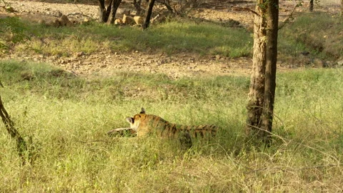 Bengal Tiger Eating Softshell Turtle, Rare Predator Behavior Ranthambore, Wild 스톡 동영상 329794753
