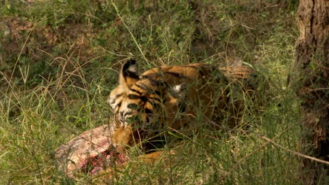 Bengal Tiger Eating Softshell Turtle, Rare Predator Behavior India, Ranthambore 스톡 동영상 330253934