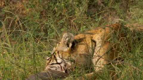 Bengal Tiger Eating Softshell Turtle, Rare Predator Behavior India, Ranthambore 스톡 동영상 330253937