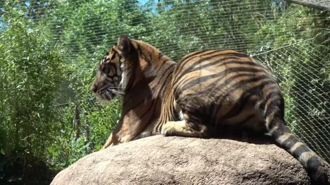 Bengal Tiger In Enclosure Stock Footage 108512100