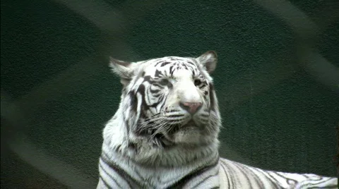 Bengal Tiger Stock Footage 290533