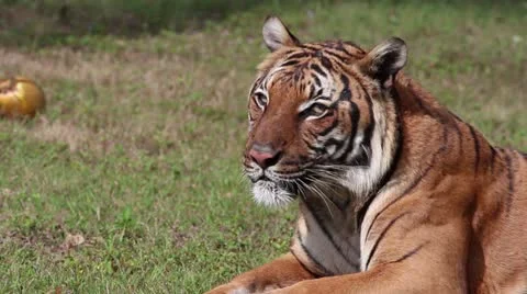 Bengal tiger. Video stock 22115561