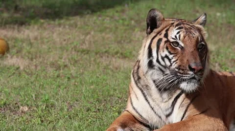Bengal Tiger Stock Footage 22196444