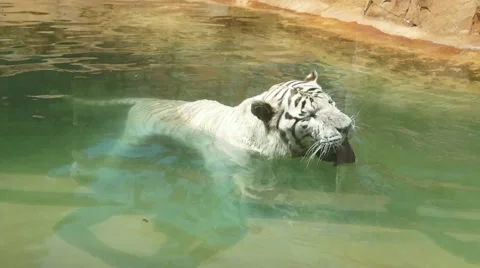 Bengal tiger Video stock 48222942