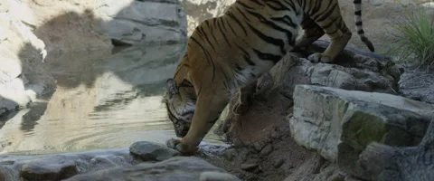 Bengal tiger Stock Footage 62198459