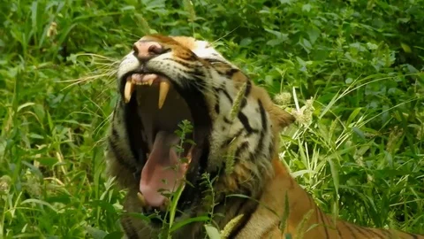 The Bengal Tiger Stock Footage 80561542